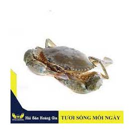 Cua Gạch Cà Mau Không Dây 300g up - Sống (g)