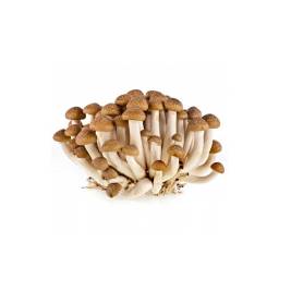 Nấm Sò nâu tươi HQ (200g)