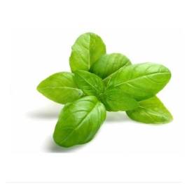 Basil Organic Oryaco (50g)
