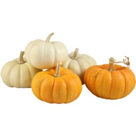 Bí Ngô Mini Nhiều Màu Halloween (g)
