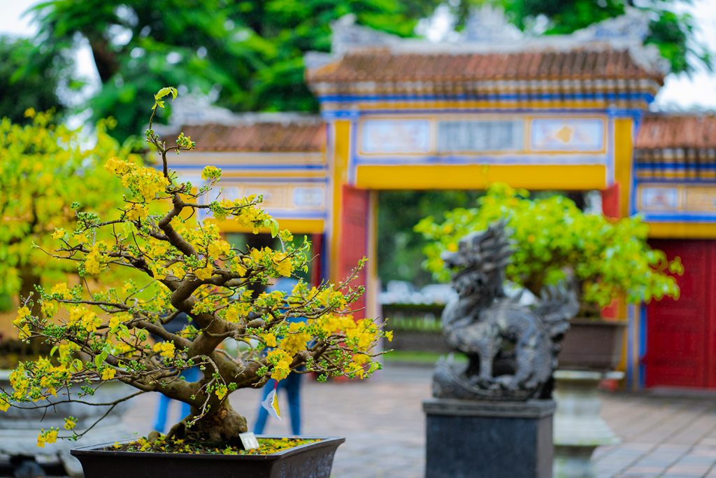 chau-hoa-mai-hoa-dao-la-mon-qua-tet-mang-dam-sac-xuan-va-y-nghia-khoi-dau-tot-dep